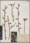Foto von Salix caprea L.